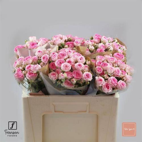 Rosa tros Kate-Lynn