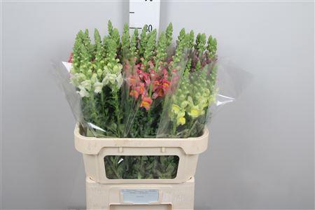 Antirrhinum majus gemengd