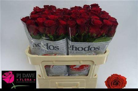 Rosa grootbloemig Rhodos