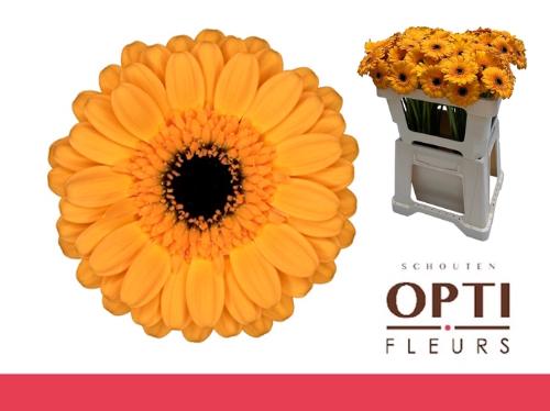 Gerbera mini Tweety