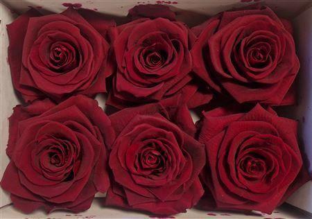 Rosa grootbloemig kleurbehandeld H%