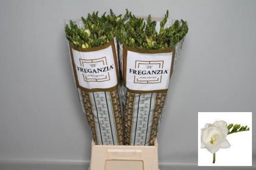 Freesia dubbelbloemig Belleville