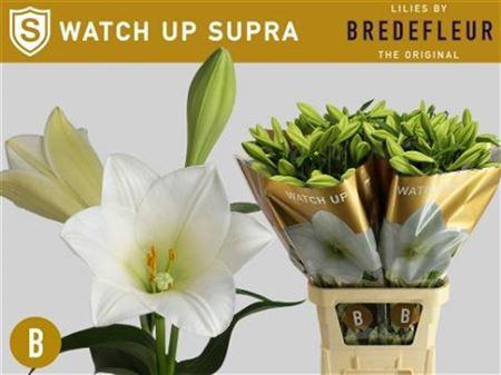 Lilium longiflorum 'Watch Up'