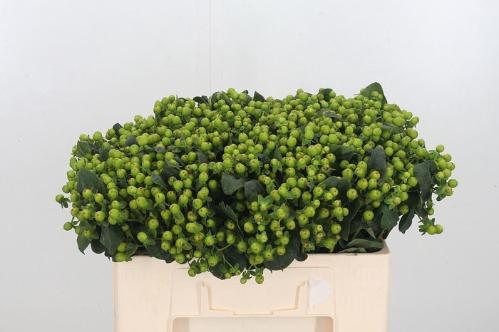 Hypericum x inodorum Magical Green Revival