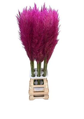 Cortaderia selloana kleurbehandeld H%