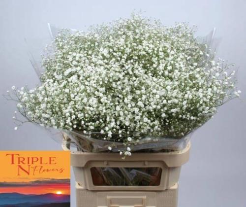 Gypsophila paniculata Xlence