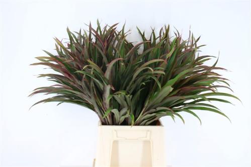 Decoratiegroen groot blad