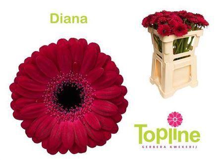 Gerbera mini Diana