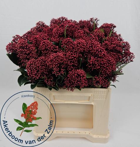 Skimmia per bos japonica 'Rubella'