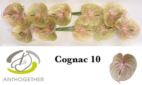 Anthurium Andreanum Grp Cognac