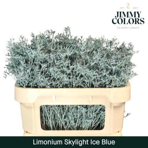 Limonium overig kleurbehandeld H%