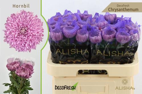 Chrysanthemum (Indicum Grp) geplozen Hornbill