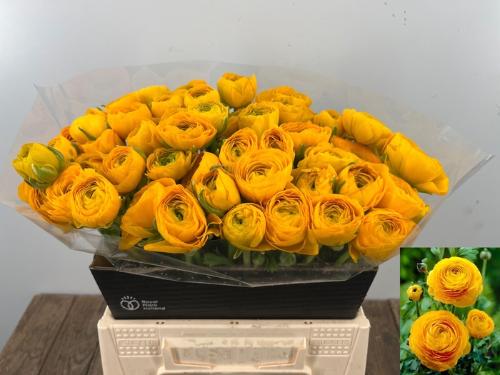 Ranunculus asiaticus 'Elegance Yellow'