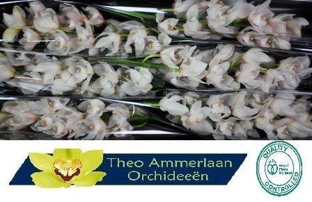 Cymbidium grootbloemig 'Pompei'