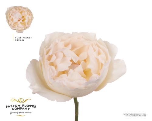 Rosa grootbloemig overig