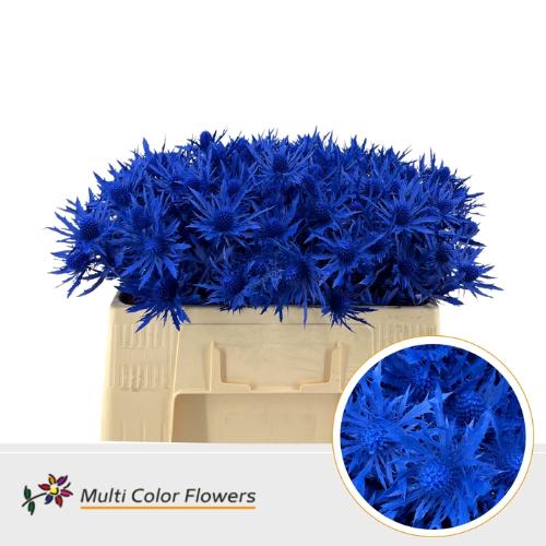 Eryngium alpinum kleurbehandeld H%