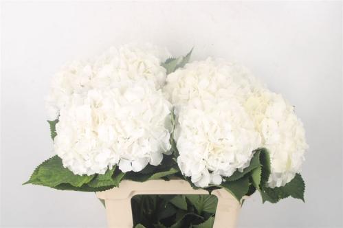 Hydrangea macrophylla Noordpool