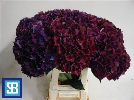Hydrangea macrophylla Magical Rubyred