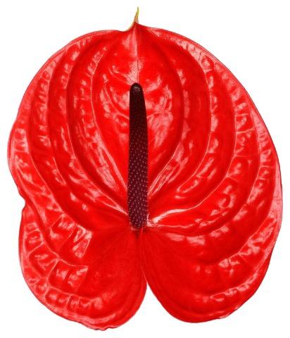 Anthurium (Andreanum Grp) Impulz