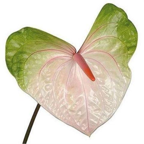 Anthurium Andreanum Grp Acura