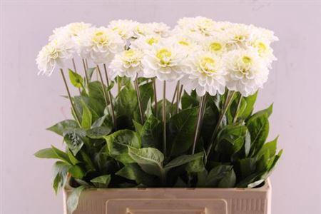 Dahlia (Ball Grp) 'Alaska'