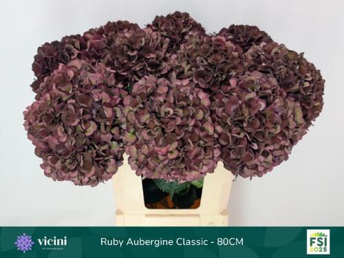 Hydrangea macrophylla Magical Rubyred (classic paars)