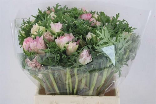 Anemone coronaria 'Mistral Plus Light Pink'