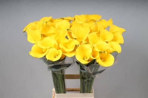 Zantedeschia Sunny Art