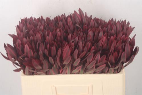 Leucadendron 'Jester'