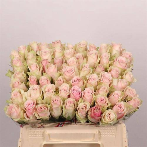 Rosa grootbloemig Pink Athena