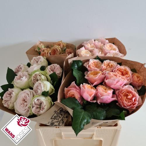 Rosa grootbloemig gemengd in fust