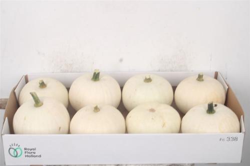 Siervruchten per stuk Cucurbita pepo 'Baby Boo'