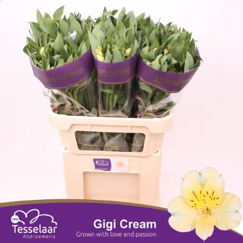 Alstroemeria Gigi Cream