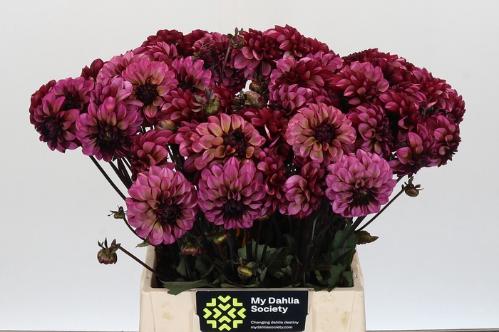Dahlia (Decorative Grp) 'Senior's Hope'