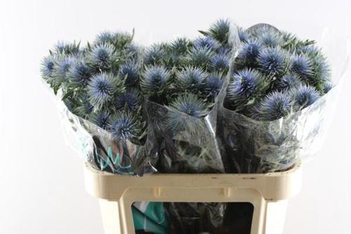 Eryngium planum Magnetar Questar