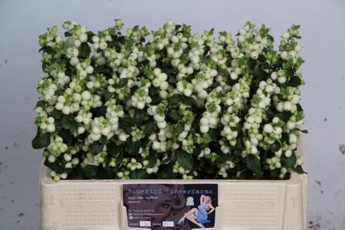Symphoricarpos Magical Lemon And Lime