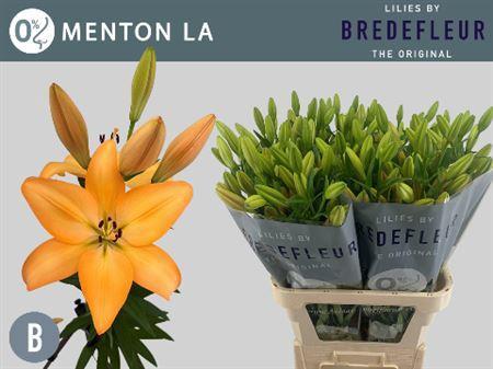 Lilium (LA-hybrids Grp) 'Menton'