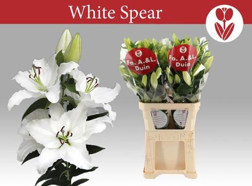 Lilium (Oriental Grp) 'White Spear'
