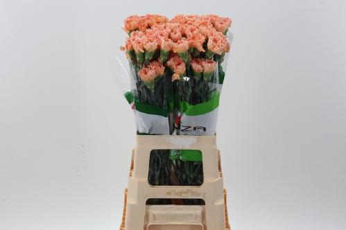 Dianthus standaard overig