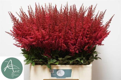 Astilbe Arendsii Grp 'Paul G