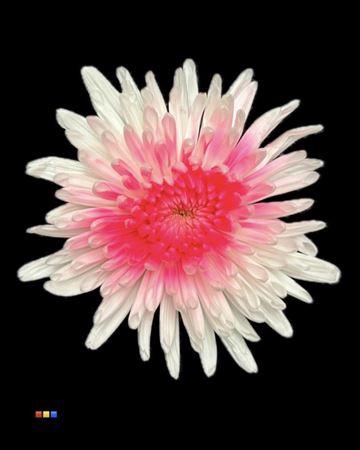 Chrysanthemum geplozen kas kleurbehandeld H%
