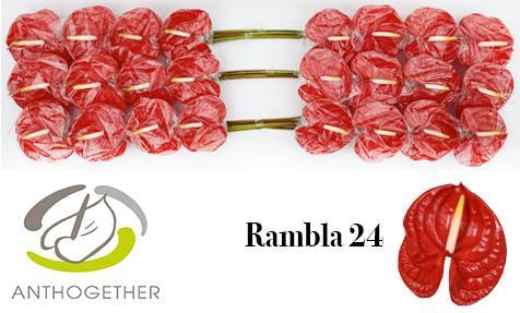 Anthurium (Andreanum Grp) Rambla