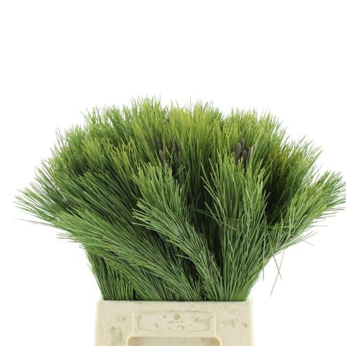 Pinus mugo var. mughus