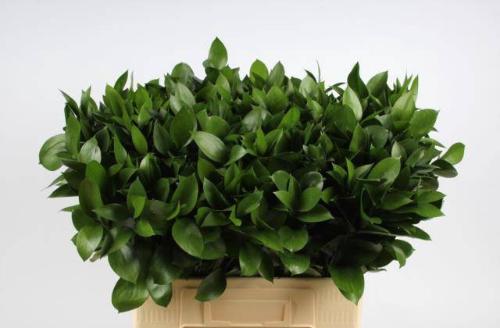 Ruscus hypophyllum (groot blad)