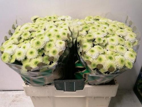 Chrysanthemum Indicum Grp tros santini 'Ferry'