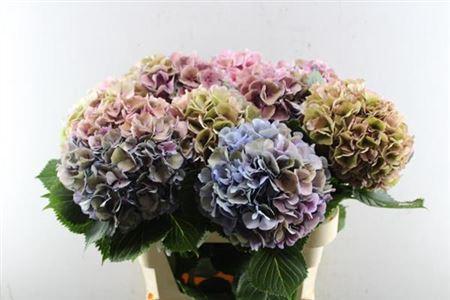 Hydrangea macrophylla 'Elbtal' (classic)