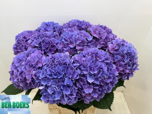 Hydrangea macrophylla Cassanova