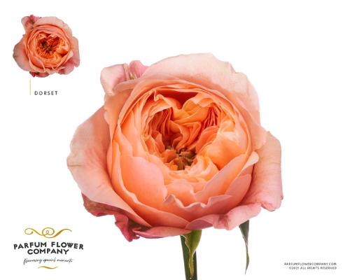 Rosa grootbloemig Dorset!