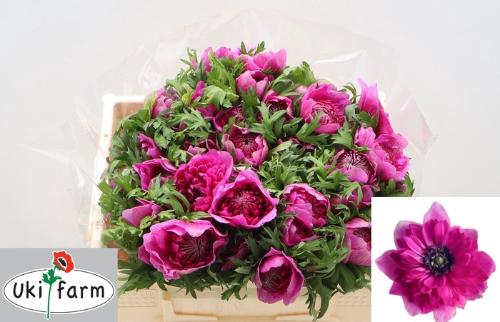 Anemone coronaria 'Levante Fucsia'