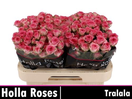 Rosa tros Tralala